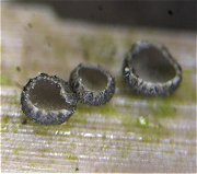 Pyrenopeziza chailletii MykoGolfer