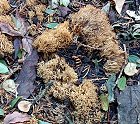 Ramaria curta MykoGolfer