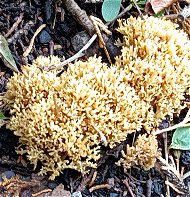 Ramaria curta  MykoGolfer