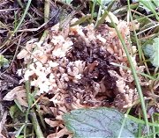 Ramaria decurrens MykoGolfer