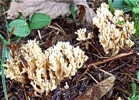 Ramaria decurrens  MykoGolfer