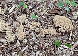Ramaria stricta MykoGolfer
