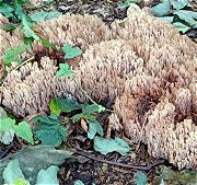 Ramaria stricta MykoGolfer