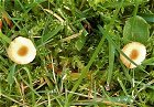 Rickenella fibula MykoGolfer