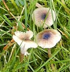 Rickenella swartzii MykoGolfer