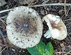 Russula amoenolens  MykoGolfer