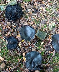 Russula nigricans MykoGolfer