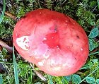 Russula nobilis  MykoGolfer