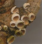 Schizophyllum amplum MykoGolfer