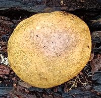 Scleroderma citrinum MykoGolfer