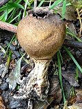 Scleroderma verrucosum MykoGolfer