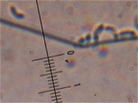 Skeletocutis amorpha spores MykoGolfer