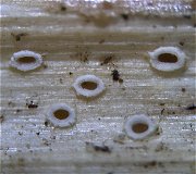 Stictis stellata MykoGolfer