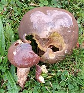 Suillus luteus MykoGolfer