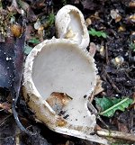 Tarzetta catinus MykoGolfer