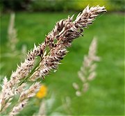 Tilletia menieri MykoGolfer