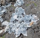 Tomentella fuscocinerea MykoGolfer