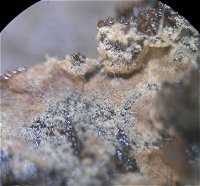Tomentella pilosa MykoGolfer