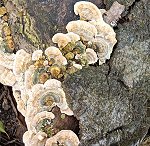 Trametes ochracea  MykoGolfer