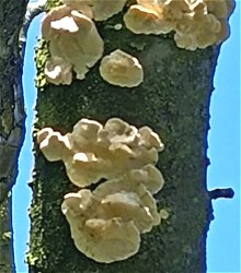 Trametes versicolor  MykoGolfer