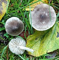 Tricholma terreum MykoGolfer