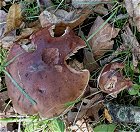 Tricholoma quercetorum MykoGolfer
