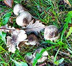 Tricholoma scalpturatum  MykoGolfer