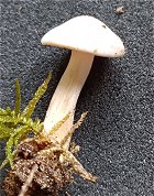 Tricholoma stiparophyllum MykoGolfer