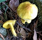 Tricholoma sulphureum MykoGolfer