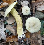 Tricholoma sulphureum MykoGolfer