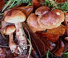 Tricholoma ustale MykoGolfer