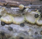 Trichopeziza mollissima MykoGolfer