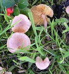 Tubaria dispersa MykoGolfer