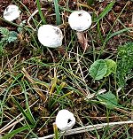 Tulostoma brumale MykoGolfer