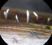 Typhula uncialis MykoGolfer