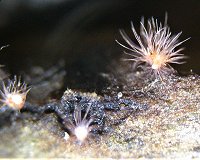 Volutella ciliata MykoGolfer