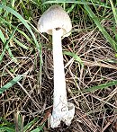 Volvariella gloiocephala MykoGolfer