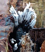 Xylaria-hypoxylon MykoGolfer
